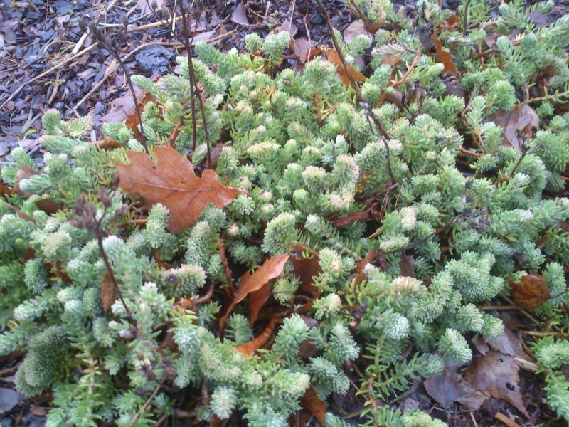 Sedum rupestre 'Cristatum' Kalju-kukehari